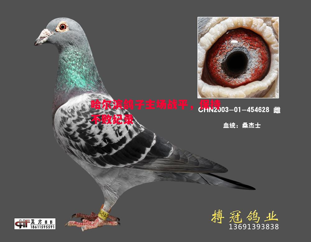 FB体育官网-哈尔滨鸽子主场战平，保持不败纪录